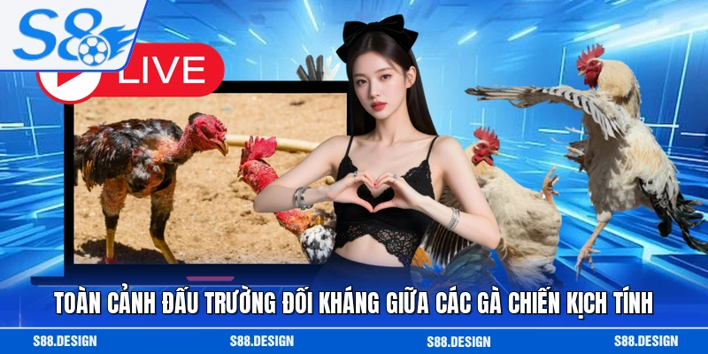 Toàn cảnh đấu trường đối kháng giữa các gà chiến kịch tính